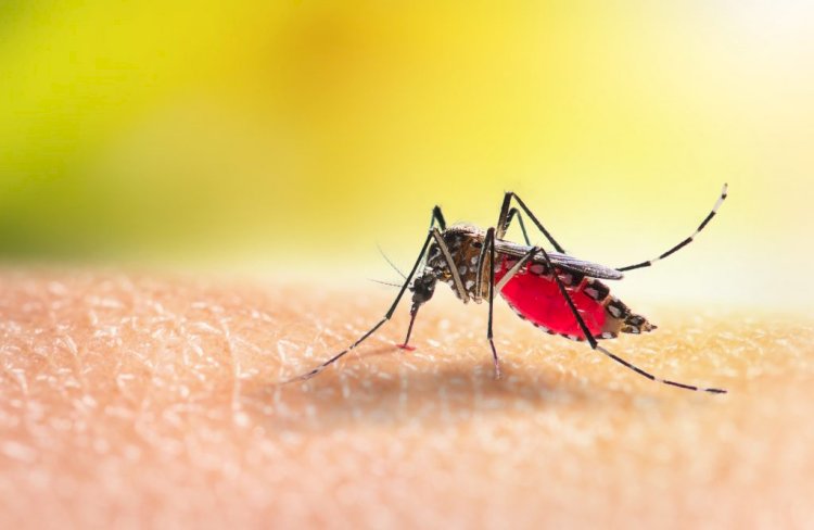 2025 na Saúde: Vacinas, Revoluções Tecnológicas e a Luta Contra Epidemias!