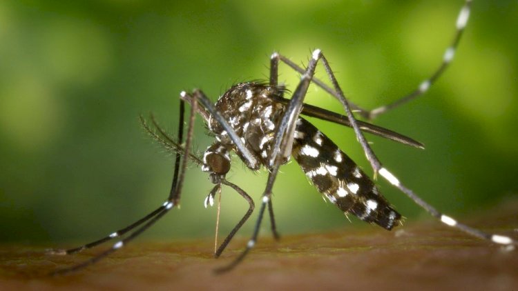 Alerta de Saúde em 2025: Epidemia de Dengue, Gripe Aviária e Novas Medidas Médicas no Brasil!