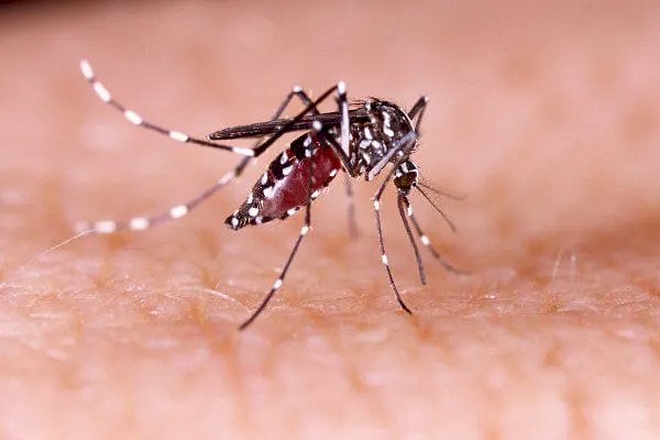 Alerta de Saúde em 2025: Epidemia de Dengue, Gripe Aviária e Novas Medidas Médicas no Brasil!