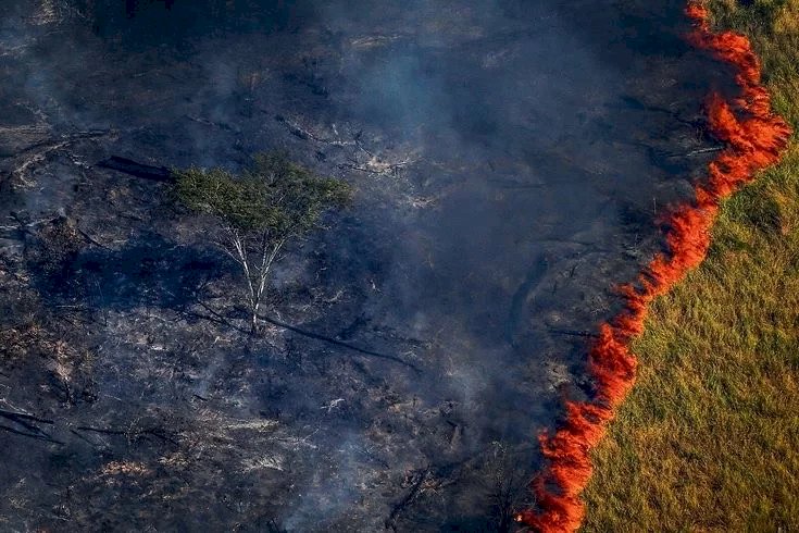 Brasil Perde Milhões de Hectares de Vegetação Nativa: O Impacto na Biodiversidade e no Clima!