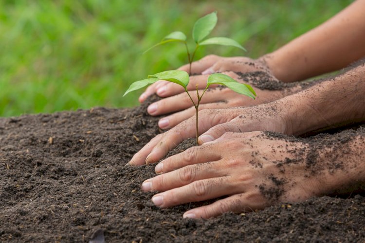 Brasil Perde Milhões de Hectares de Vegetação Nativa: O Impacto na Biodiversidade e no Clima!
