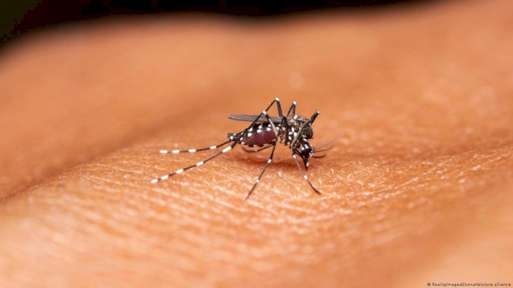 Alerta de Saúde em 2025: Epidemia de Dengue, Gripe Aviária e Novas Medidas Médicas no Brasil!